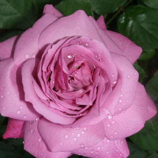 Rose ‘Heirloom’