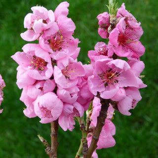 Nectarine - Prunus persica var. nucipersica ‘Golden Prolific’