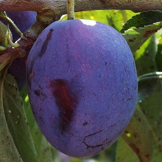 Plum - Prunus domestica ‘Italian Late’