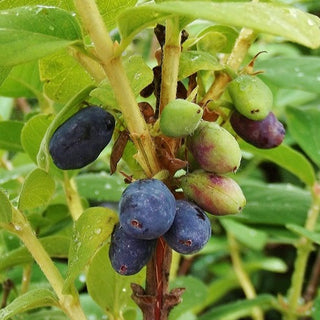 Honeyberry - Lonicera caerulea ‘Blue Velvet’
