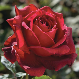 Rose ‘Oklahoma’