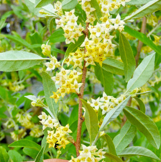 Autumn Olive - Elaeagnus umbellata ‘Amber’