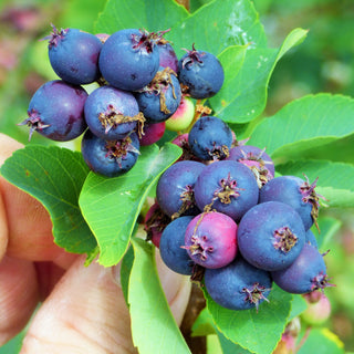 Saskatoon Berry ‘Smokey’