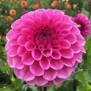 Dahlia ‘Mission Galactica’