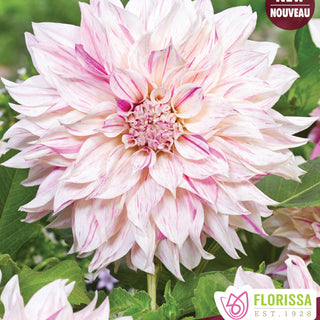 Dahlia ‘Café au Lait Twist’ (1/pkg)