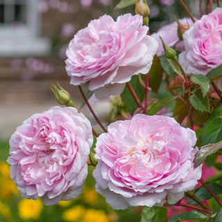 Rose ‘Silas Marner’