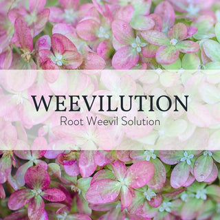 Weevilution - Root Weevil Solution