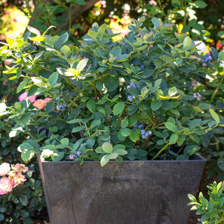 Blueberry - ‘Silver Dollar Cascade’