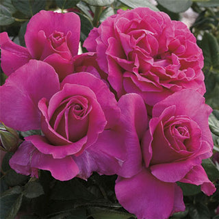 Rose ‘Pretty Lady Rose’