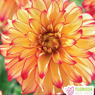 Dahlia ‘Lady Darlene ’ (1/pkg)