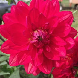 Dahlia ‘Taratahi Ruby’