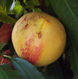Nectarine - Prunus persica var. nucipersica ‘Golden Prolific’