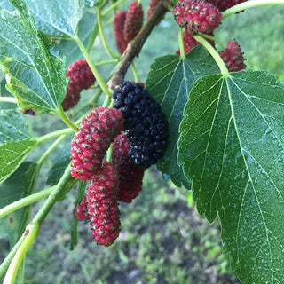 Mulberry - Morus rubra ‘Early Bird’