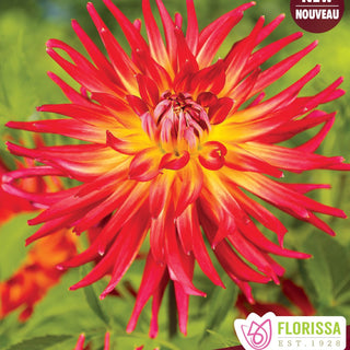 Dahlia ‘Bora Bora’
