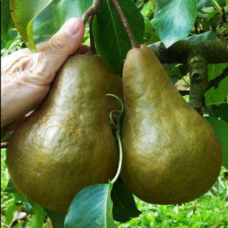 Pear - Pyrus communis ‘Bosc’