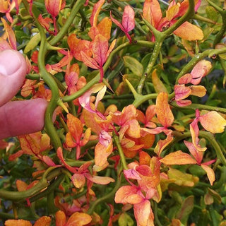 Citrus ‘Flying Dragon’