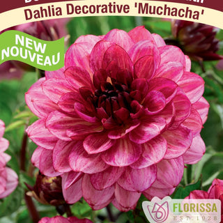 Dahlia ‘Muchacha’ 