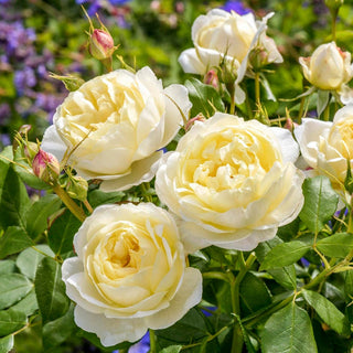 Rose ‘Vanessa Bell™’