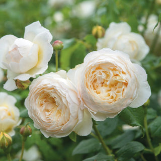 Rose ‘Claire Austin’