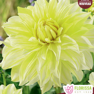 Dahlia ‘La Luna’