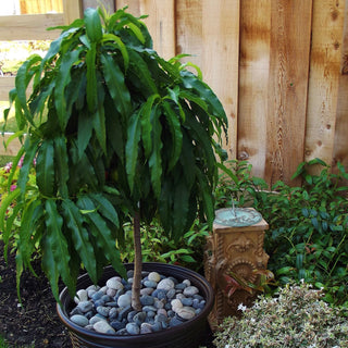 Nectarine - Prunus persica var. nucipersica ‘Golden Prolific’
