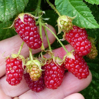 Loganberry