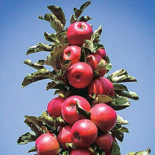 Apple - Malus domestica ‘Treasured Red’