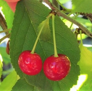 Cherry - Prunus cerasus ‘Morello’