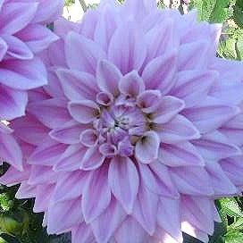 Dahlia ‘Ferncliff Inspiration’