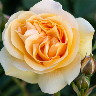 Rose ‘Julia Child’