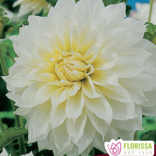Dahlia ‘Fleurel’ (1/pkg)