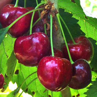 Cherry - Prunus avium ‘Cristalina’