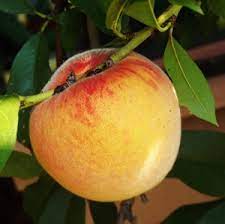 Peach - Prunus persica ‘Early Redhaven’