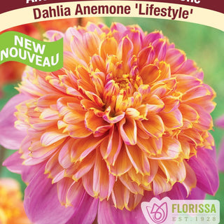 Dahlia ‘Lifestyle’