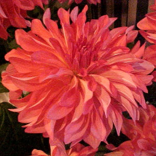 Dahlia ‘Baron Katie’