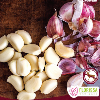Russian Purple Garlic