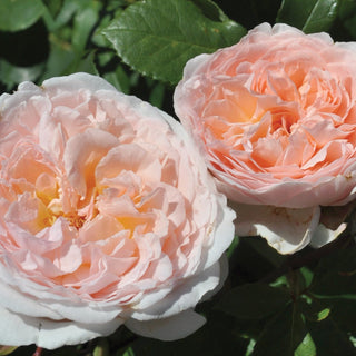 Rose ‘Parfuma Bliss’