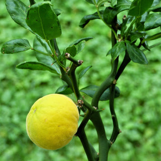 Citrus ‘Flying Dragon’