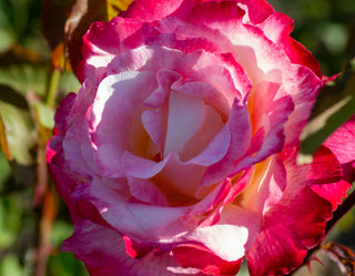 Rose ‘Double Delight’