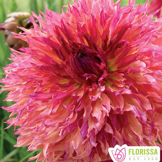 Dahlia ‘Myrtle’s Folly’ (1/pkg)