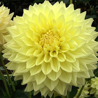 Dahlia ‘Ryecroft Magnum’
