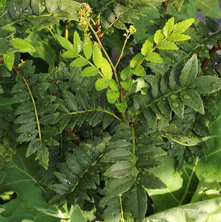 Japanese Pepper Tree - Zanthoxylum piperitum
