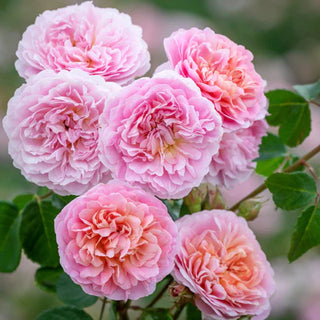 Rose ‘Eustacia Vye’