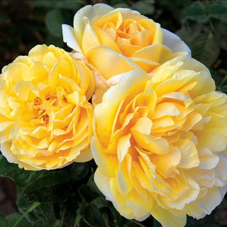Rose ‘Michelangelo’