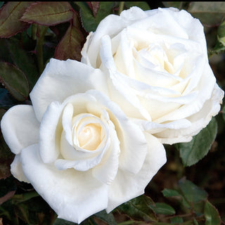 Rose ‘Queen Mary 2’
