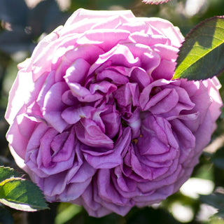 Rose ‘Veranda Lavender'