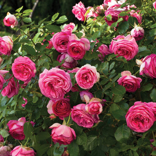 Rose ‘Eden Climber Pretty in Pink’