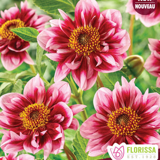 Dahlia ‘Liquid Desire’ (1/pkg)