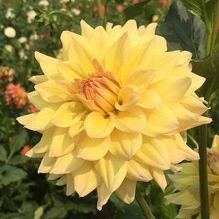 Dahlia ‘Canoz Jaguar’