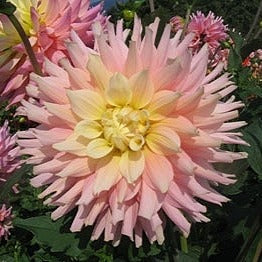 Dahlia ‘Ferncliff Cameo’